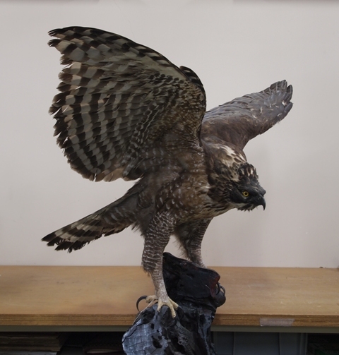 収蔵資料紹介（旧ページ） - 埼玉県立自然の博物館