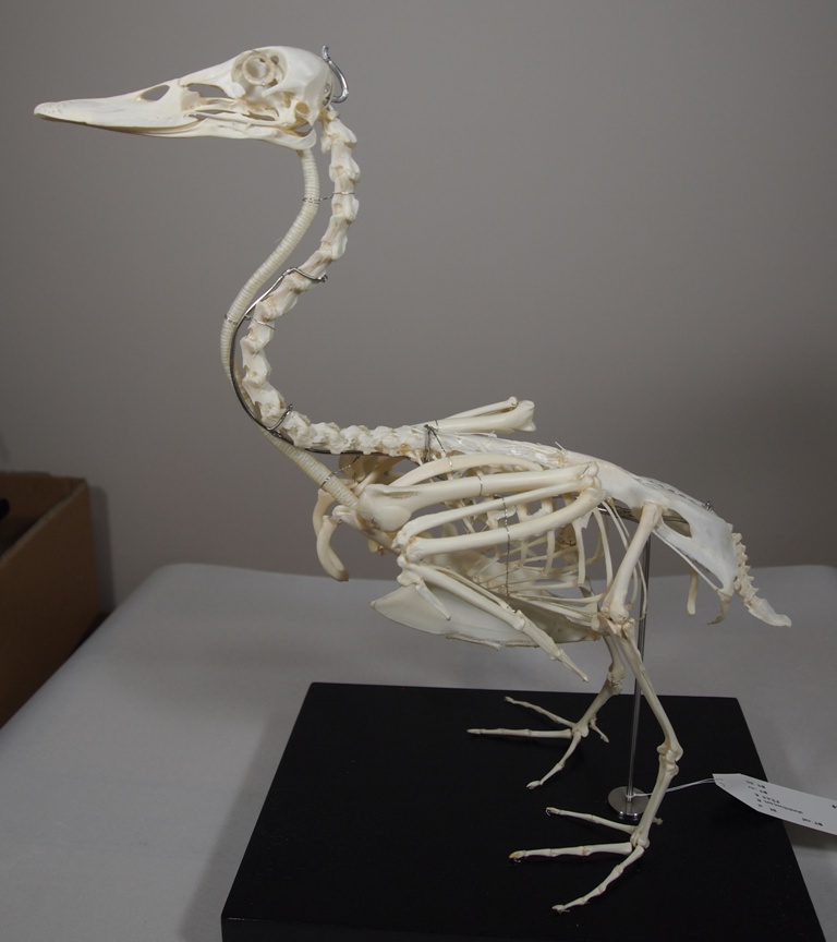 【剥製】カルガモの剥製 2025年最新】カルガモ剥製の人気アイテム - メルカリ