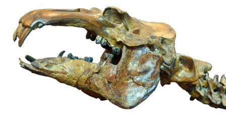 パレオパラドキシア化石 （レプリカ）頭部拡大
