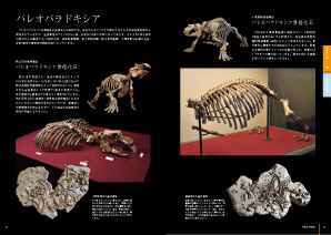 常設展示解説書パレオパラドキシア紹介見本