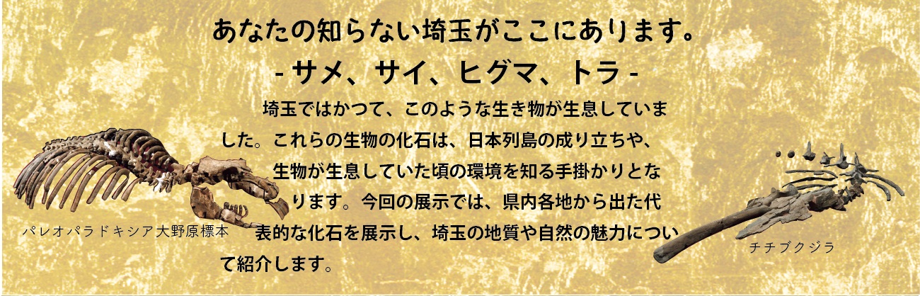 あなたの知らない埼玉がここにあります。サメ、サイ、ヒグマ、トラ。埼玉ではかつて、このような生き物が生息していました。これらの生物の化石は、日本列島の成り立ちや、生物が生息していた頃の環境を知る手掛かりとなります。今回の展示では、県内各地から出た代表的な化石を展示し、埼玉の地質や自然の魅力について紹介します。