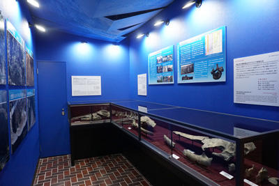 クジラ化石を展示している部屋とケースの写真