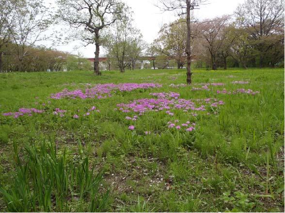 田島ヶ原サクラソウ自生地 さいたま市桜区 埼玉県立自然の博物館