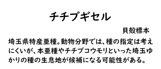 チチブギセル解説