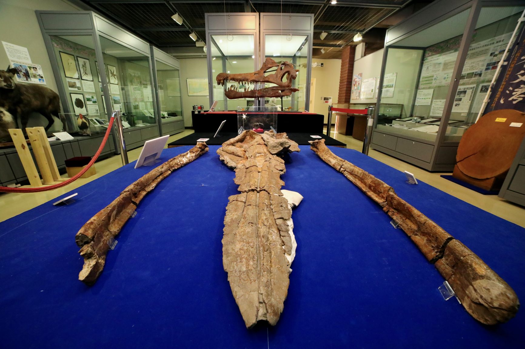 埼玉記念物１００年展示紹介４ 埼玉県立自然の博物館