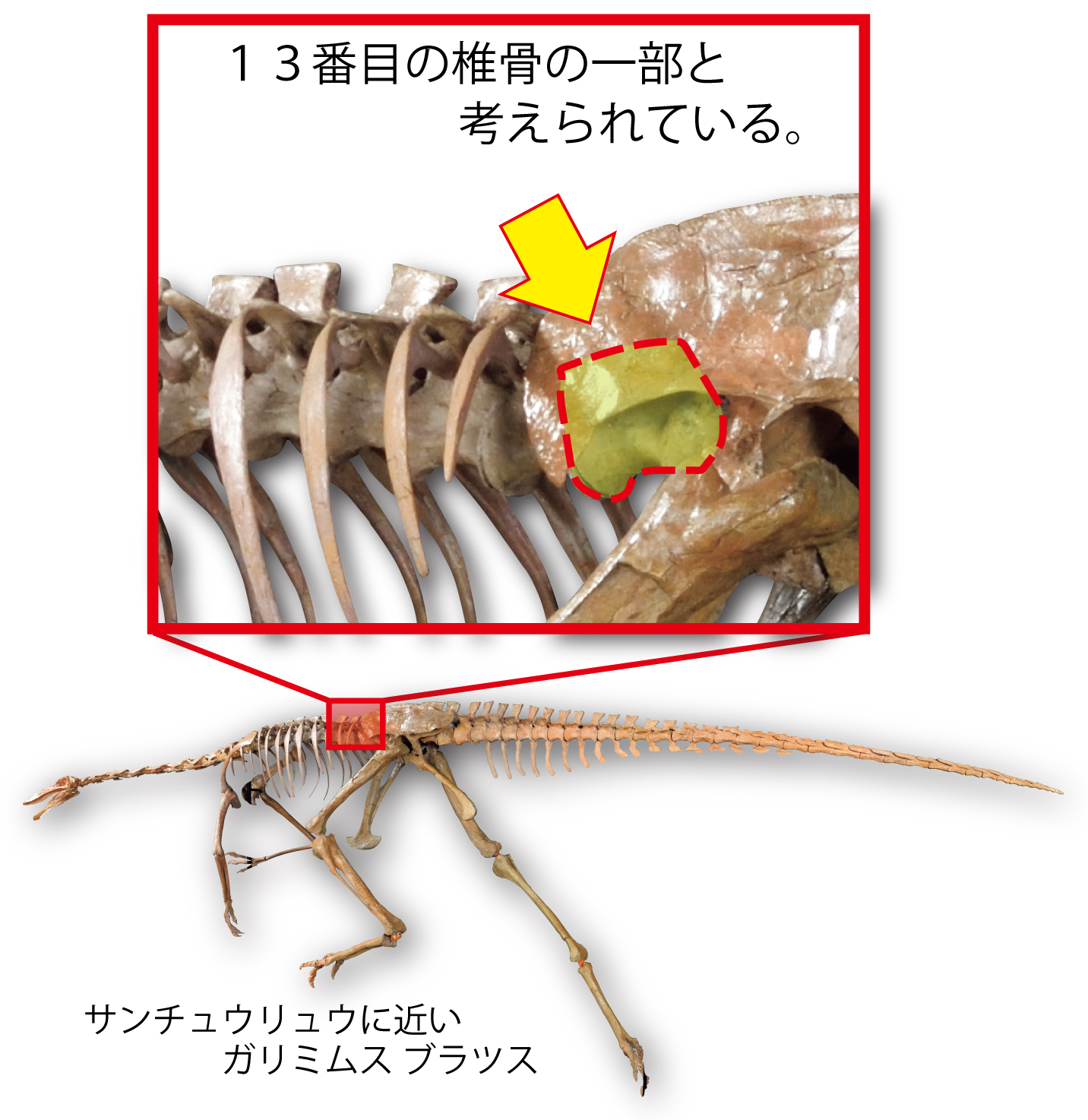 サンチュウリュウ