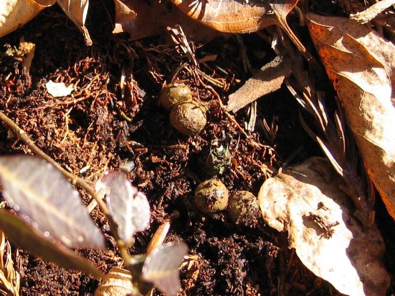 冬の岩畳観察会