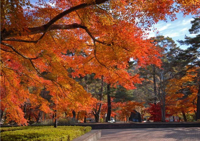 紅葉写真①