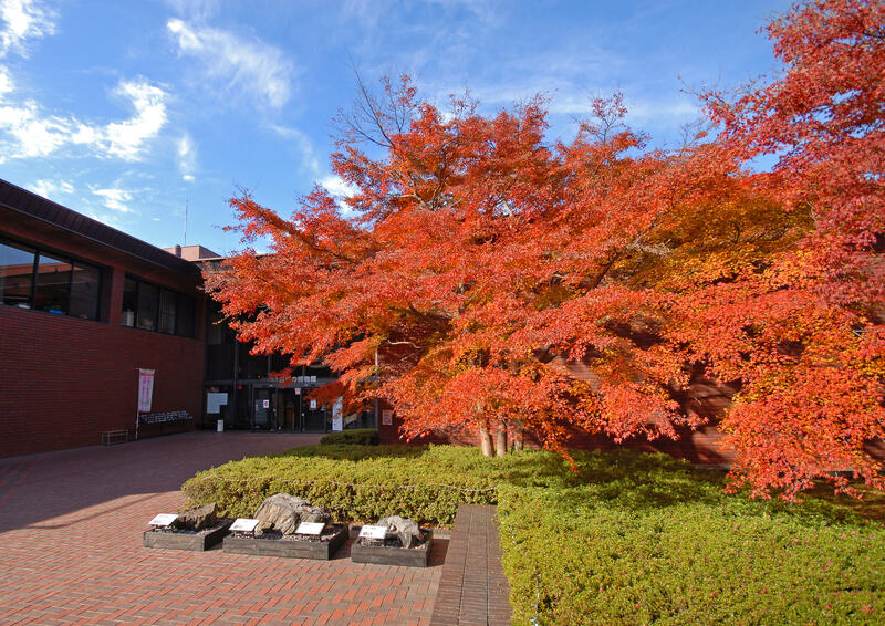 紅葉写真①