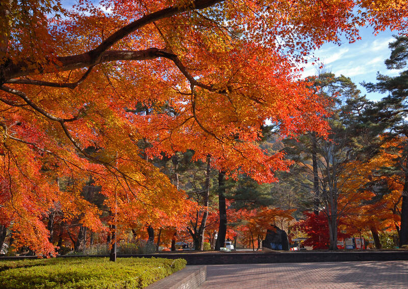 紅葉写真②