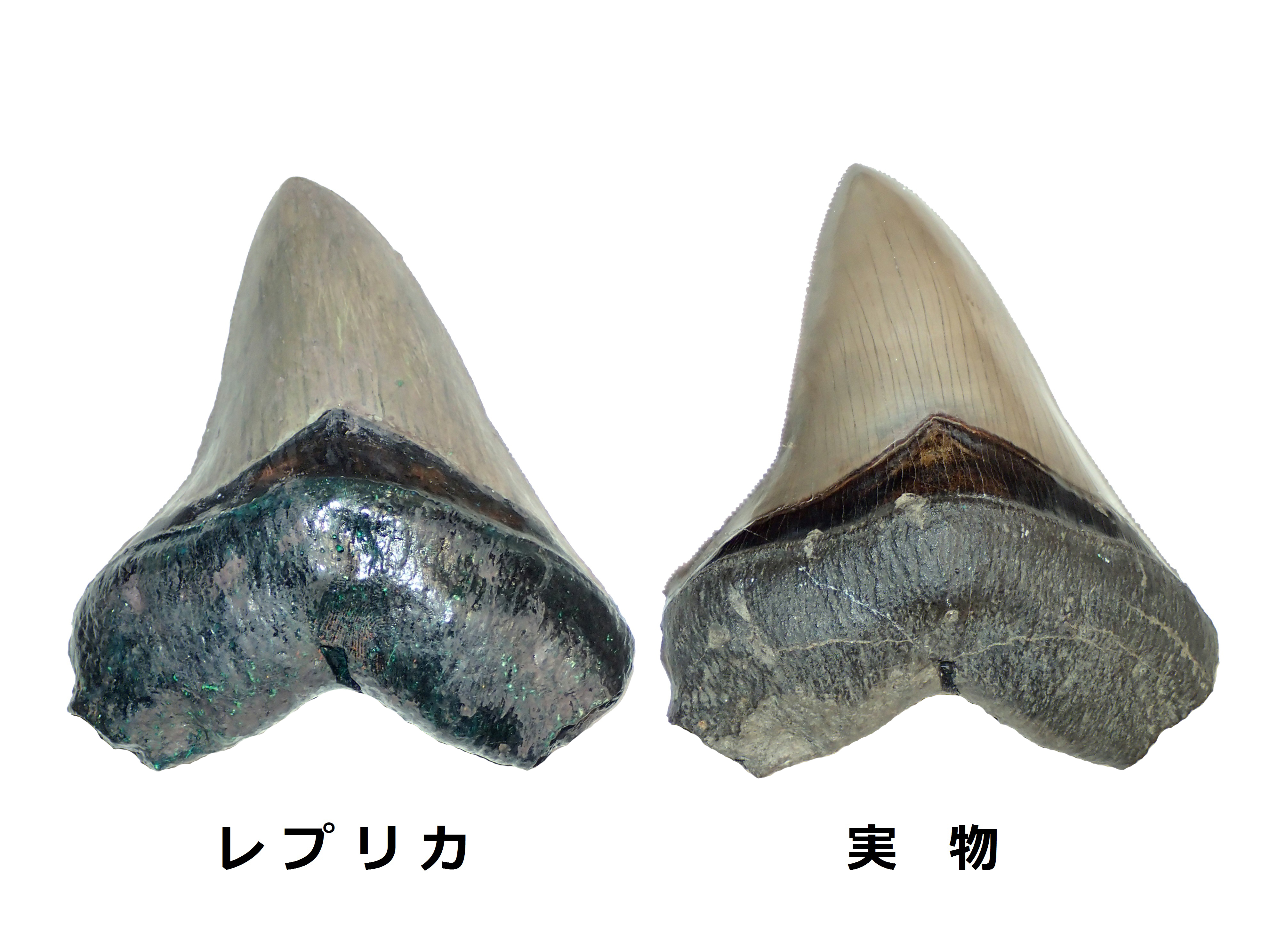 化石のレプリカの画像