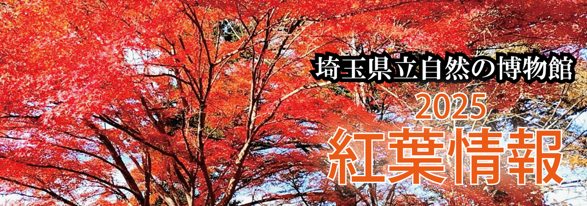 紅葉情報バナー