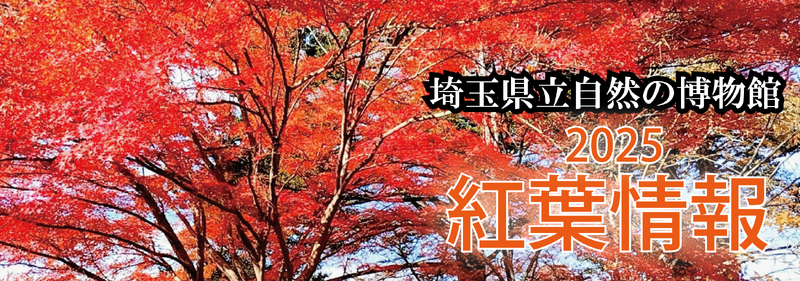 紅葉ページ画像