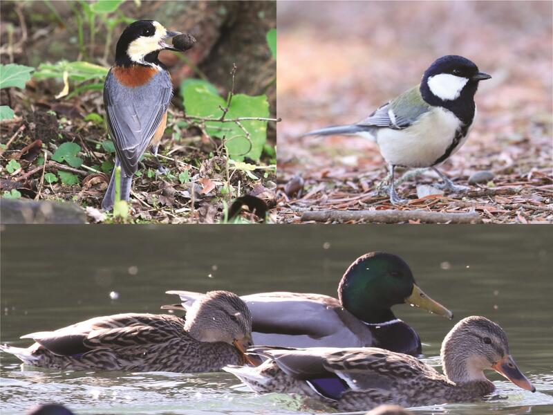 群れる鳥の画像