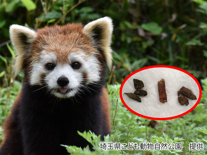レッサーパンダとうんちの画像