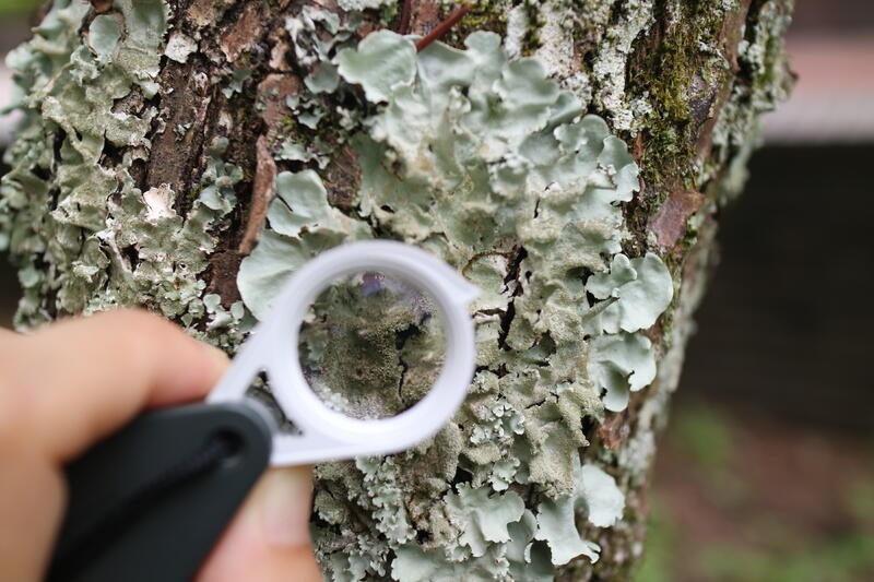 地衣類観察の画像