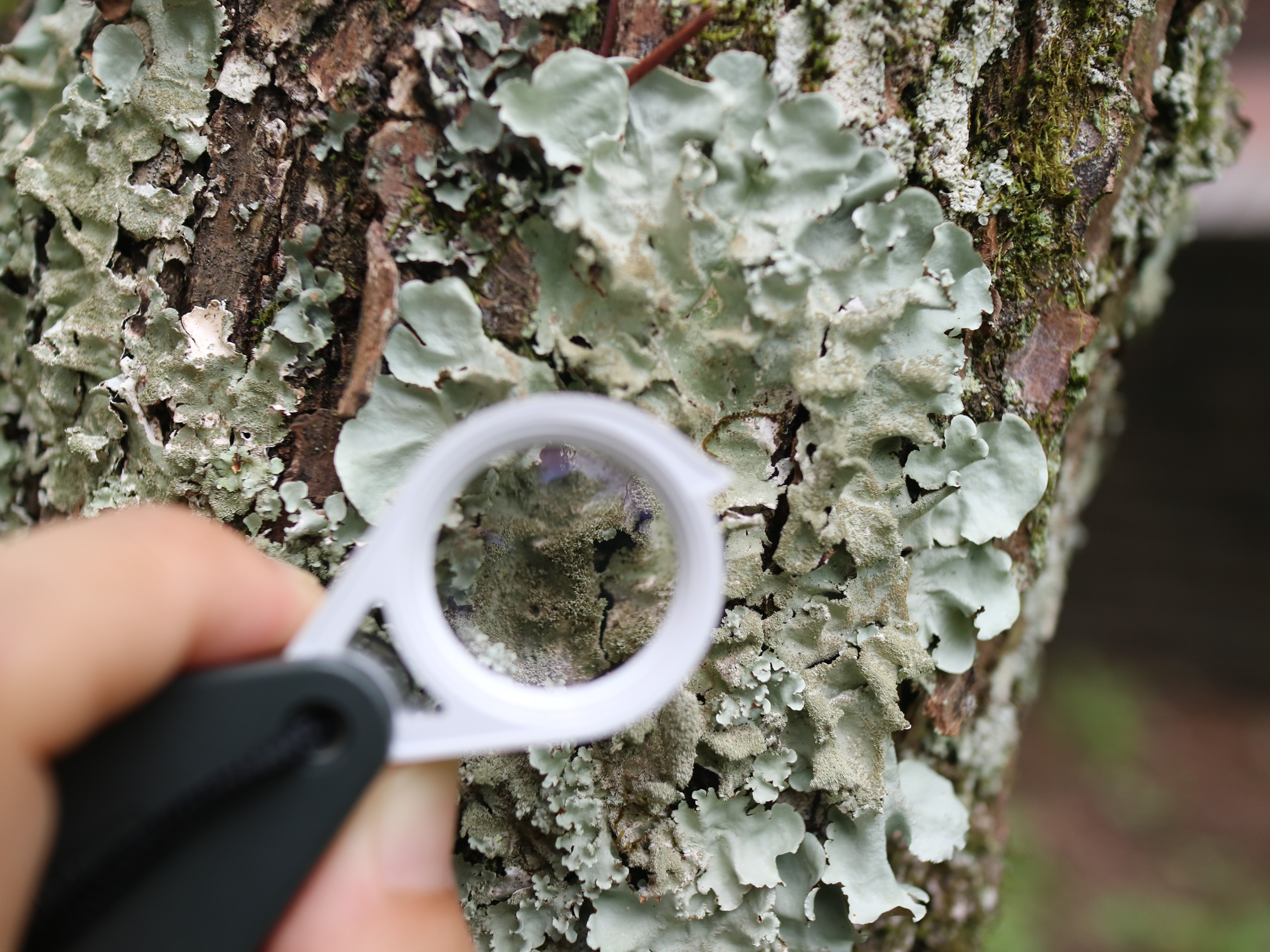 地衣類観察の画像
