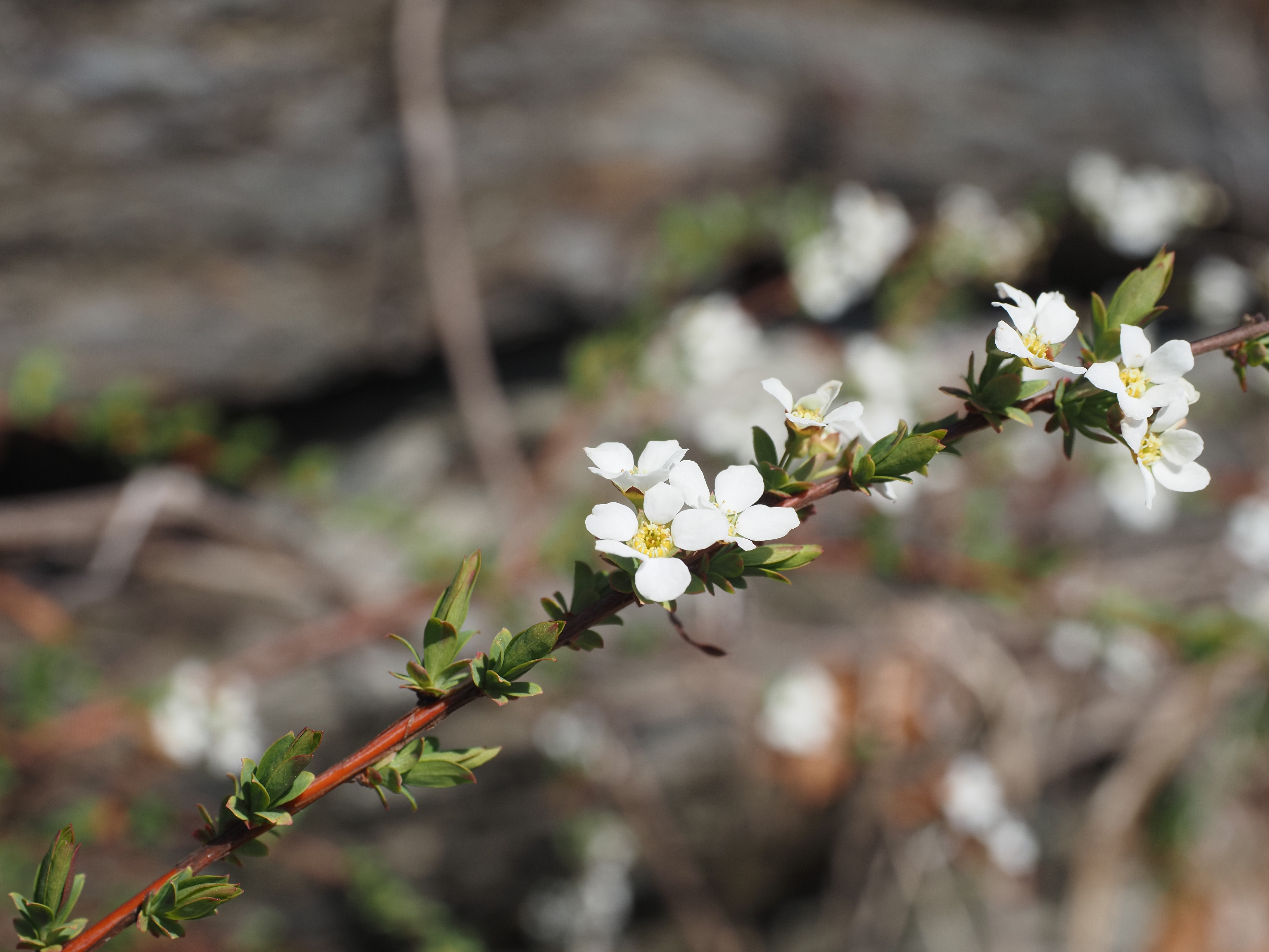 ユキヤナギの画像