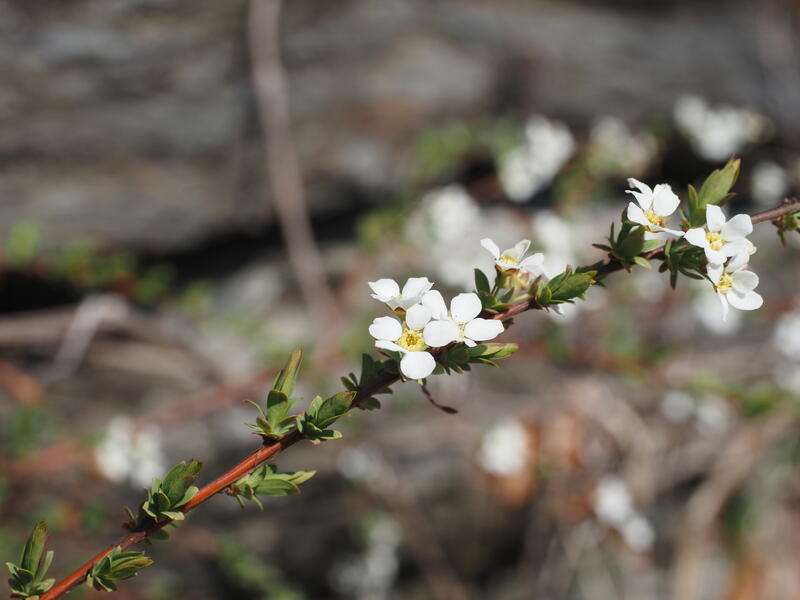 ユキヤナギの画像