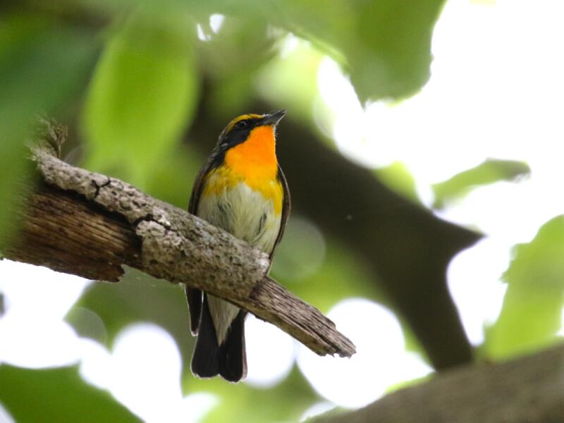 キビタキの画像