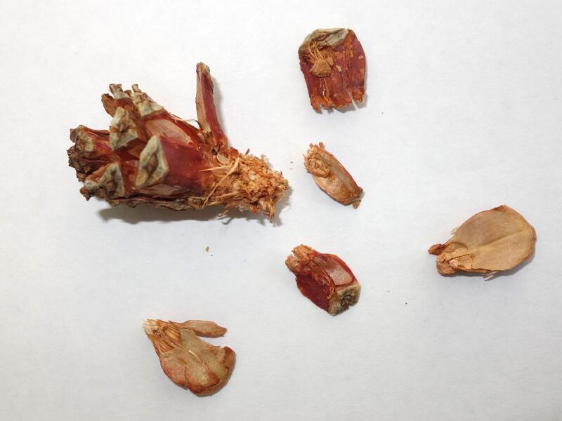 アカマツ食痕の画像