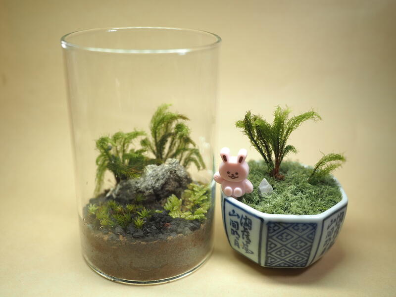 コケリウムの画像