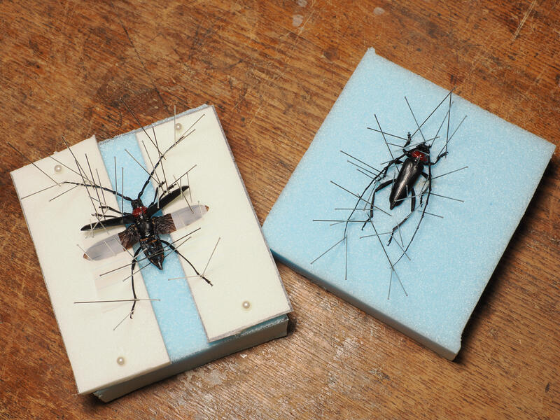 キビタキの画像