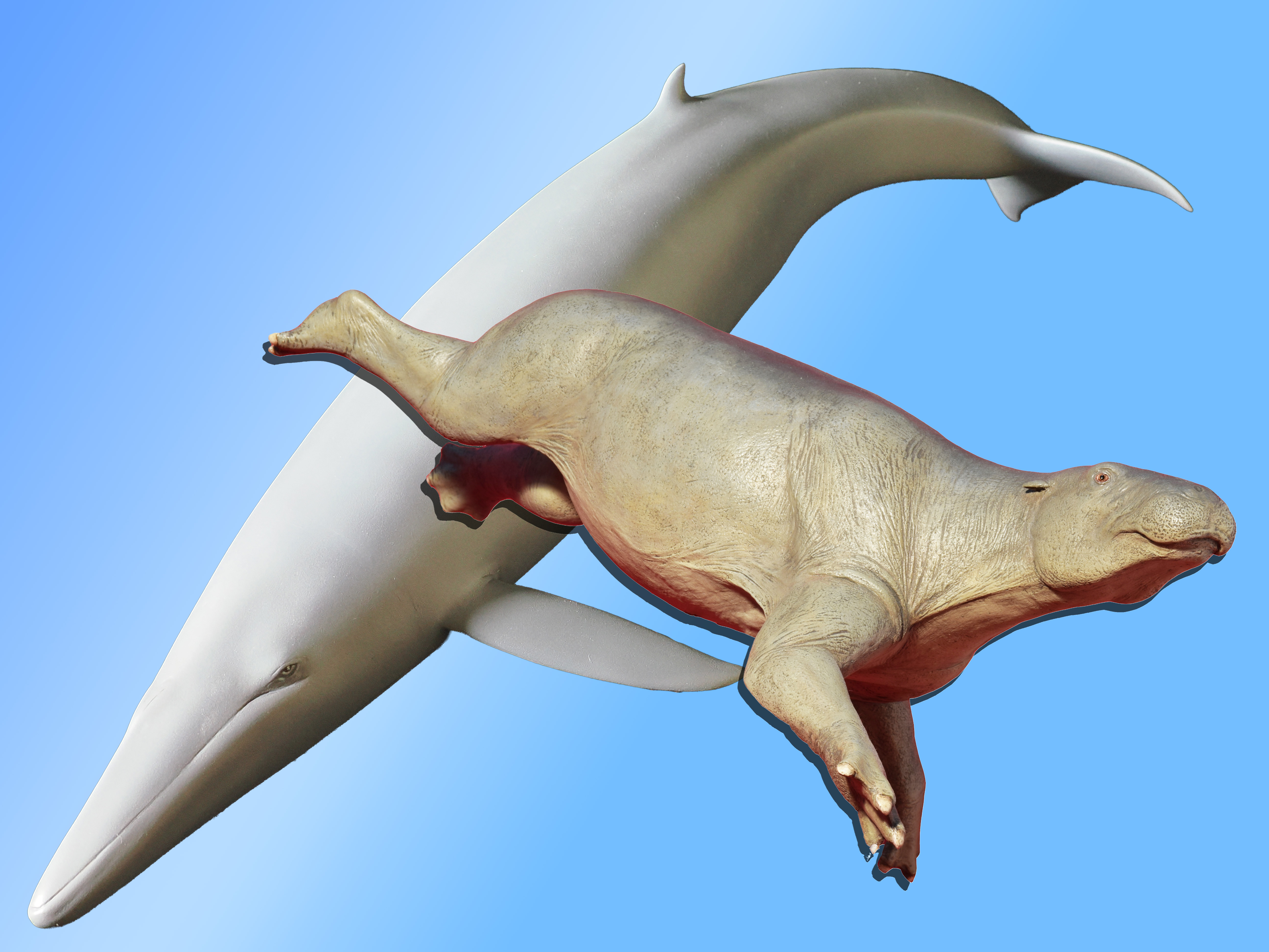 チチブクジラとパレオパラドキシアの画像