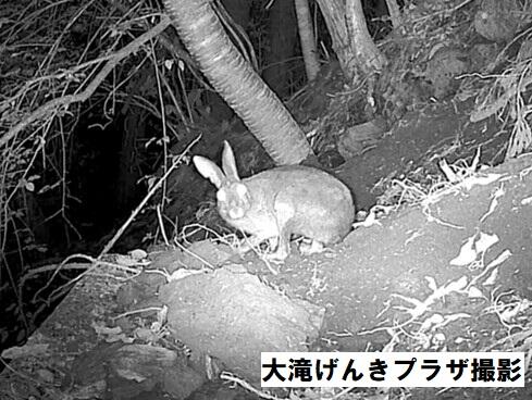 ノウサギの画像