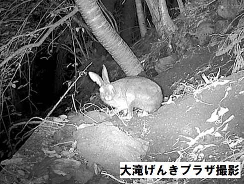 ノウサギの画像