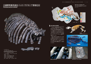 古秩父湾解説書パレオパラドキシア見本