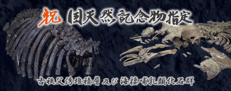 祝国天然記念物「古秩父湾堆積層及び海棲哺乳類化石群」 祝国天然記念物「古秩父湾堆積層及び海棲哺乳類化石群」