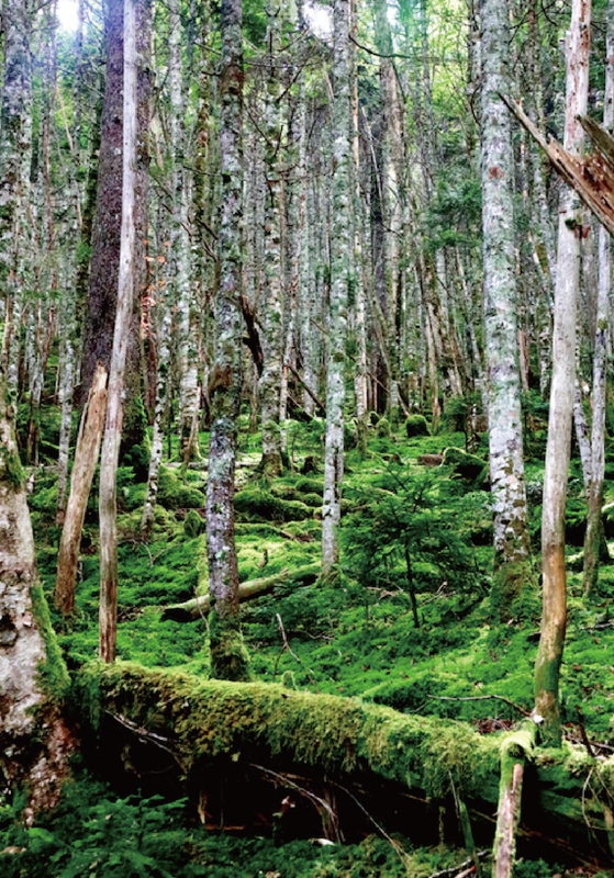 亜高山帯の林床画像