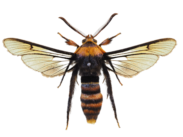 ハチに擬態するスカシバの仲間の画像