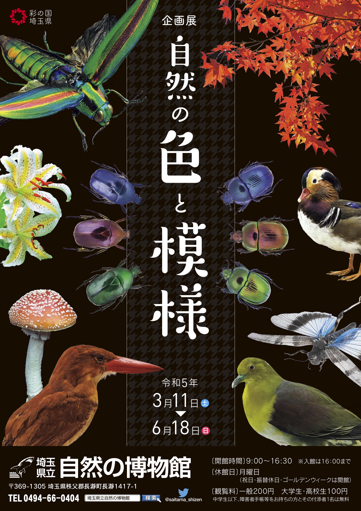 令和4年度企画展「自然の色と模様」