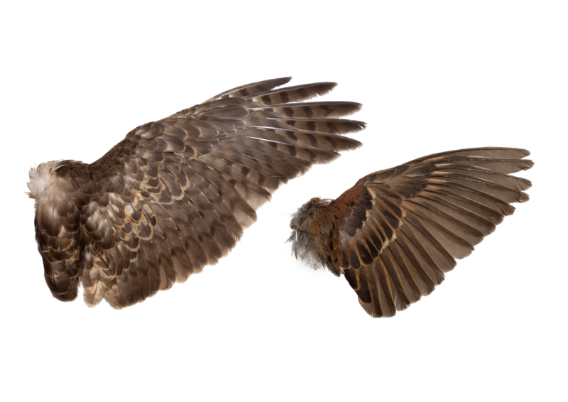 オオタカ(左)とスズメ(右)の翼