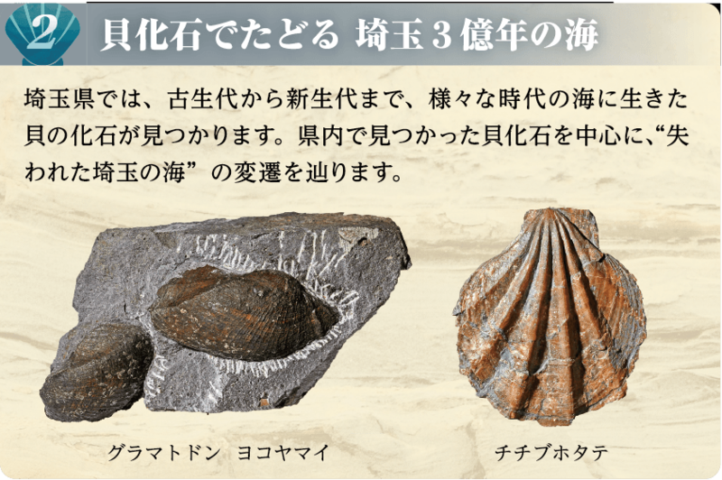 貝化石でたどる埼玉３億年の海