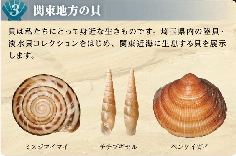 関東地方の貝