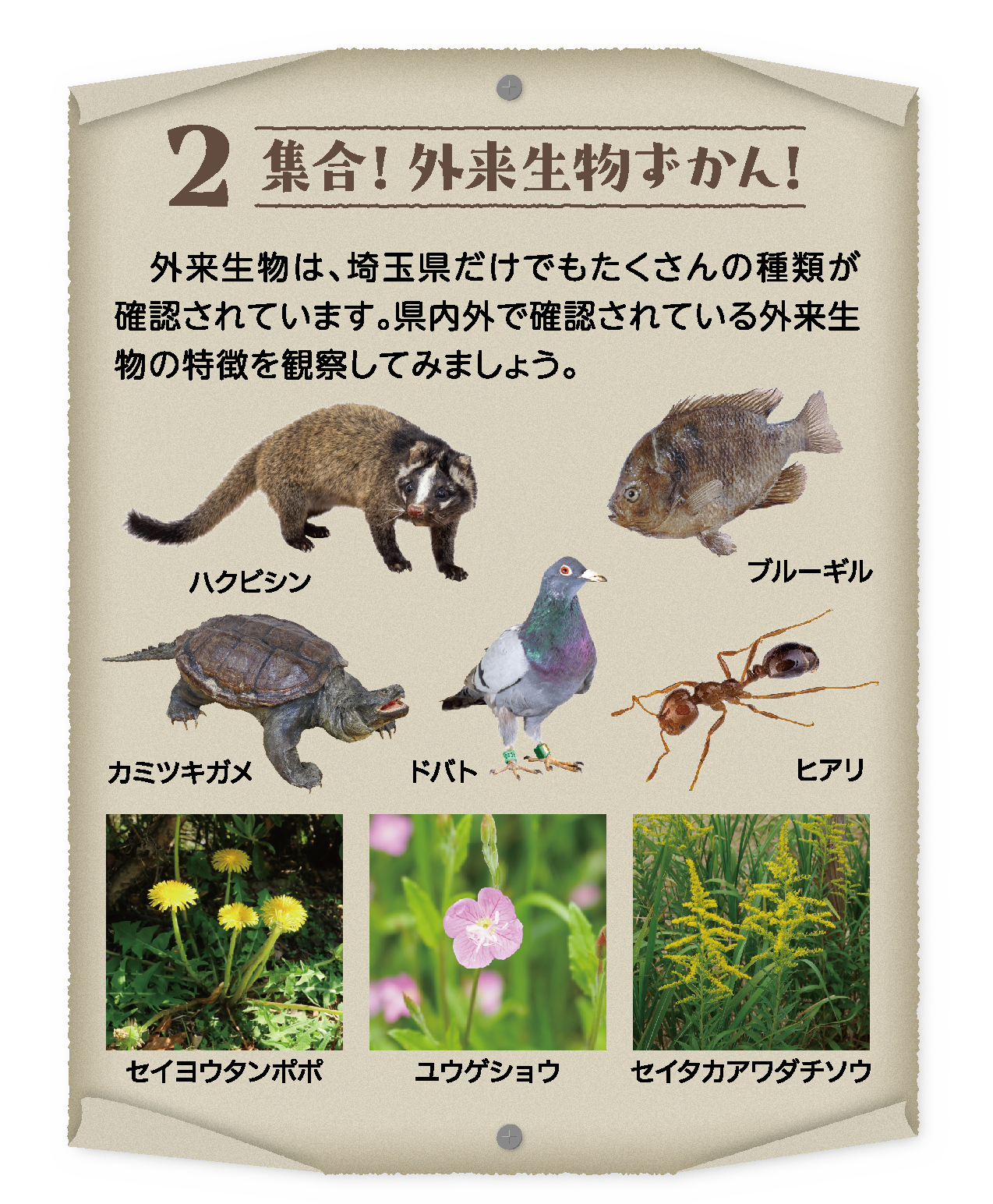 2 集合！外来生物ずかん！