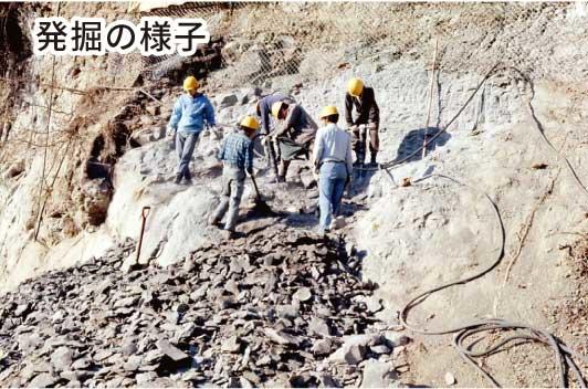 企画展示 パレオパラドキシア 大野原標本発掘から４０年 埼玉県立自然の博物館