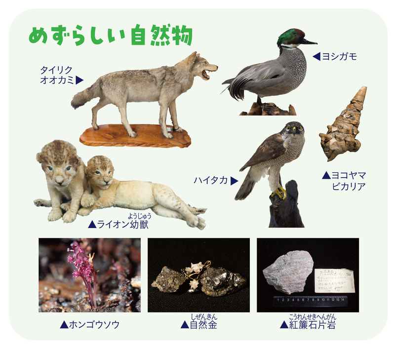 めずらしい自然物の写真