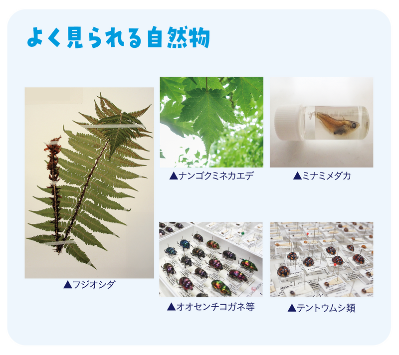 よく見られる自然物の写真