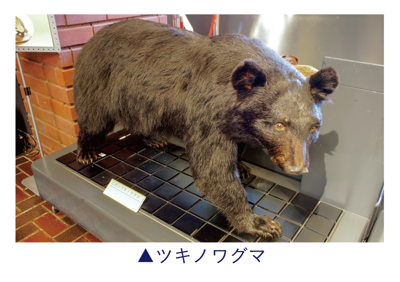 ツキノワグマの写真