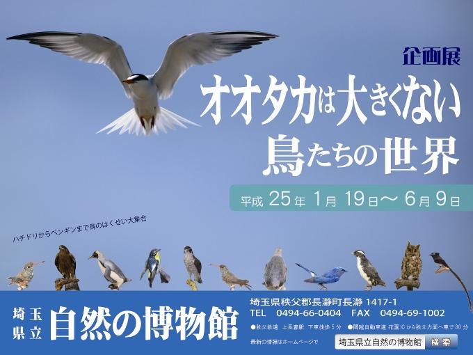 企画展「オオタカは大きくない～鳥たちの世界～」