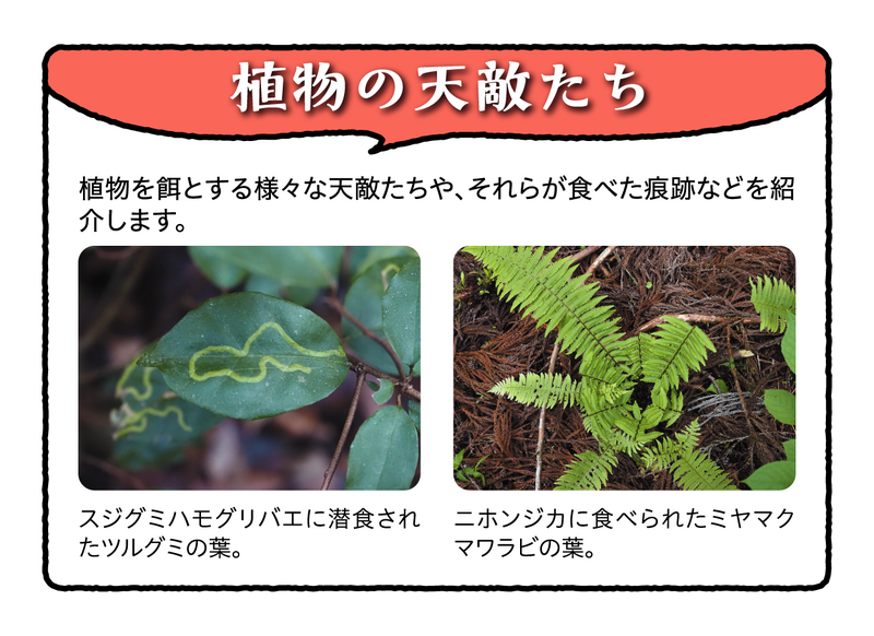 植物の天敵たち