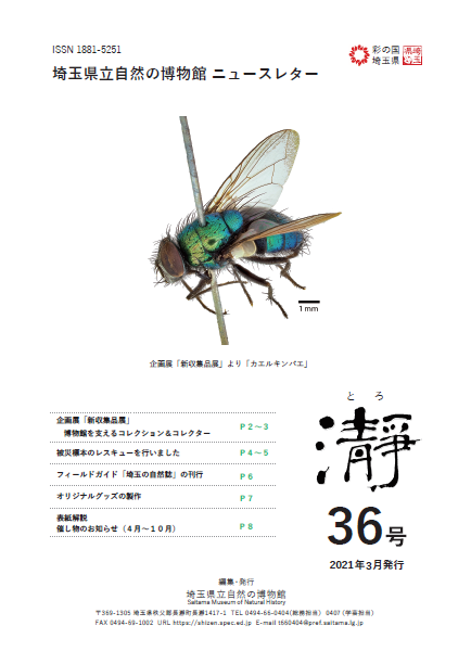 瀞36号